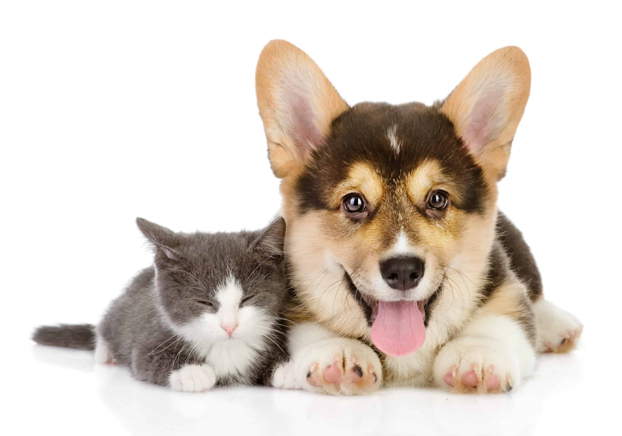 Depositphotos_20256853_original cat and dog