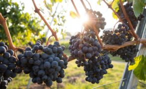 Reasons Why Drinking Organic Wine Is Healthy