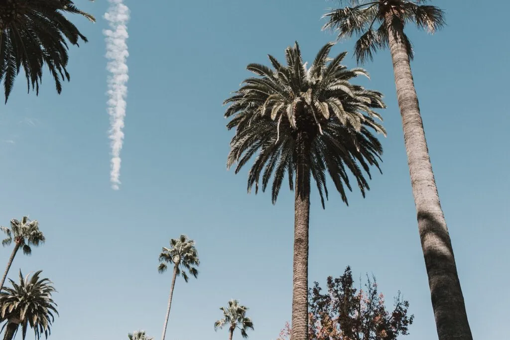 Palm trees in LA