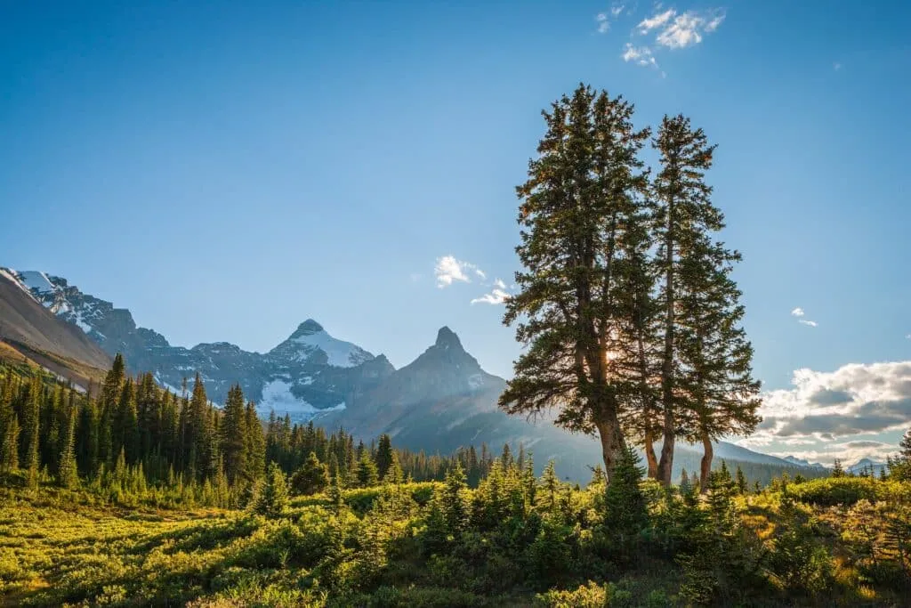 Mountains behind a tree.