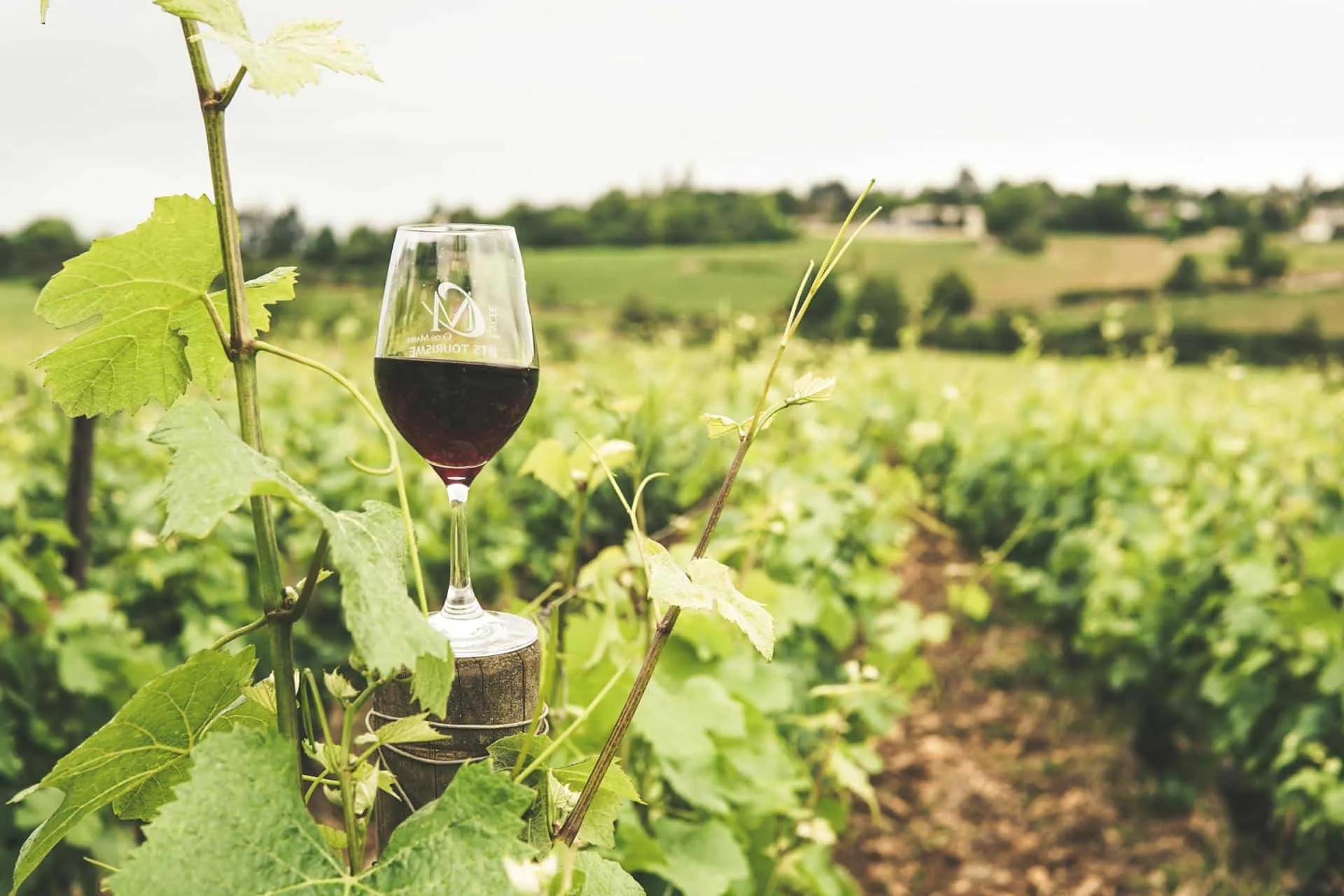 wine glass in a field